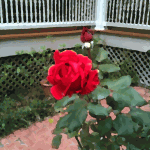 Rose1