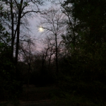 The Good Witch