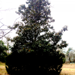Two Trees