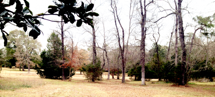 Pastoral III | The Hill