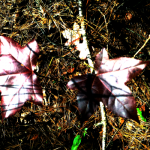 Fall-en
