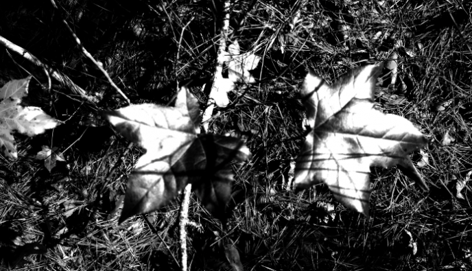 en-Fall | Reverse