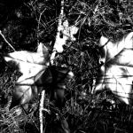 IMG_0105a