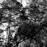 Tree Tops