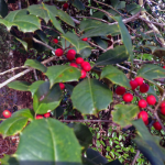 Yule Tide
