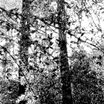 Camoflage