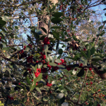 Yaupon
