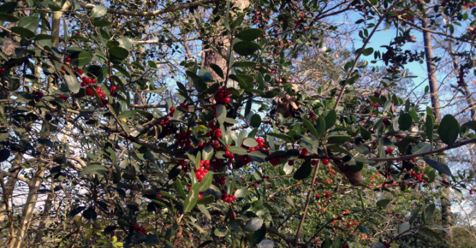 Yaupon | Ilex vomitoria