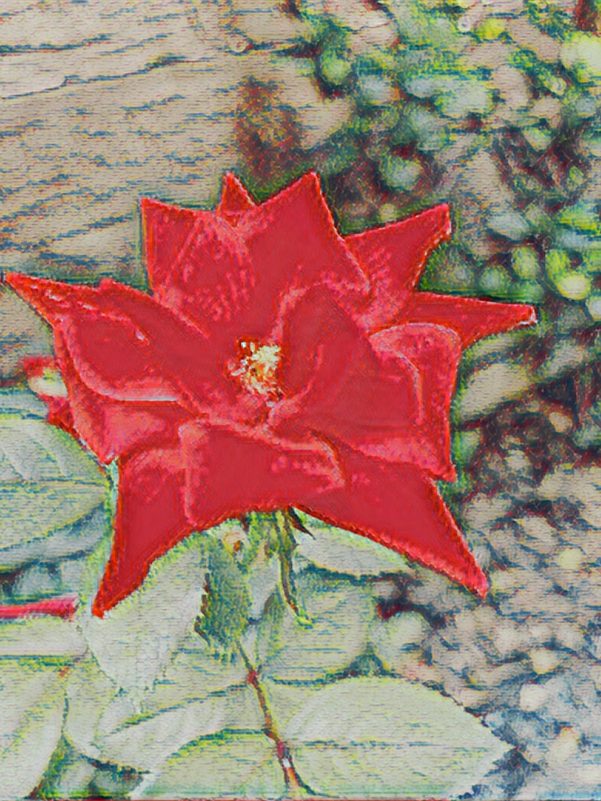 Rose